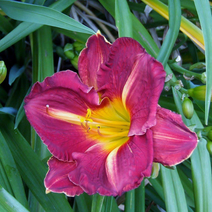 Hemerocallis 'Grape Ripples' ~ Grape Ripples Daylily-ServeScape