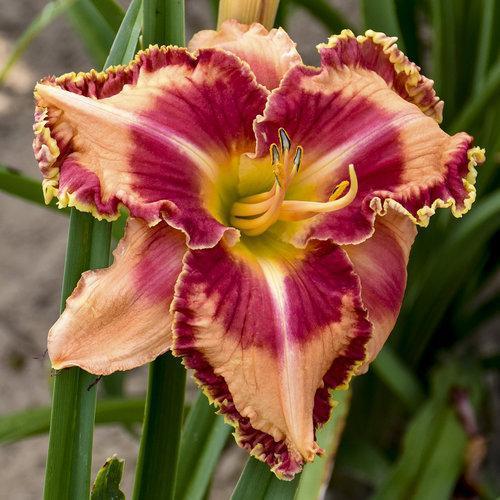 Hemerocallis 'Lake of Fire' ~ Rainbow Rhythm® Lake of Fire Daylily - Delivered By ServeScape