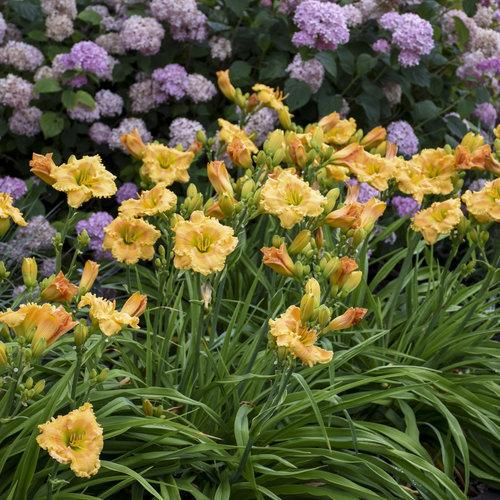 Hemerocallis 'Orange Smoothie' ~ Rainbow Rhythm® 'Orange Smoothie' Daylily-ServeScape
