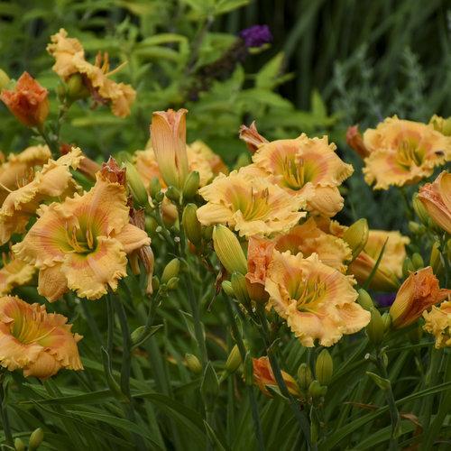Hemerocallis 'Orange Smoothie' ~ Rainbow Rhythm® 'Orange Smoothie' Daylily-ServeScape