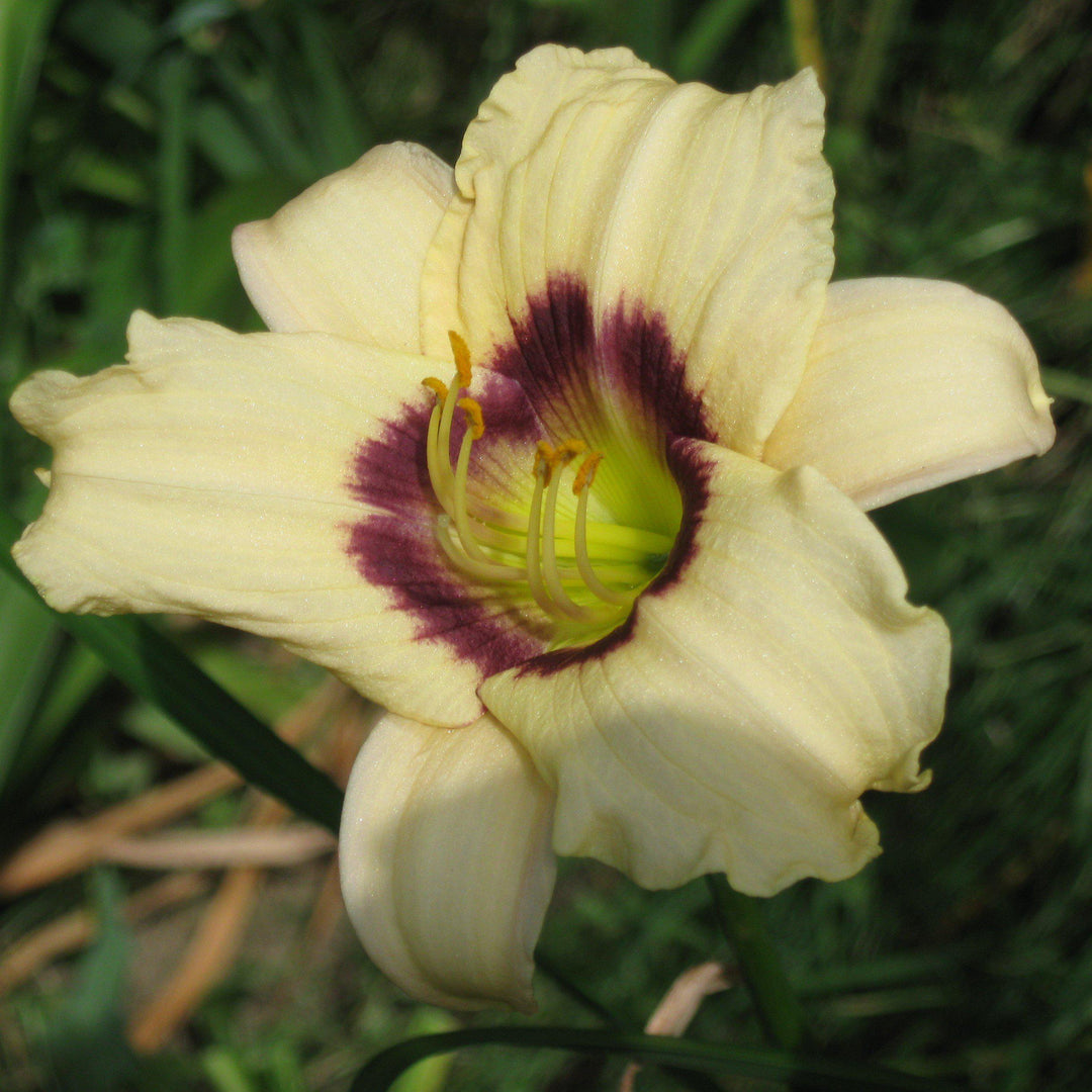 Hemerocallis 'Pandora's Box' ~ Pandora's Box Daylily - Delivered By ServeScape