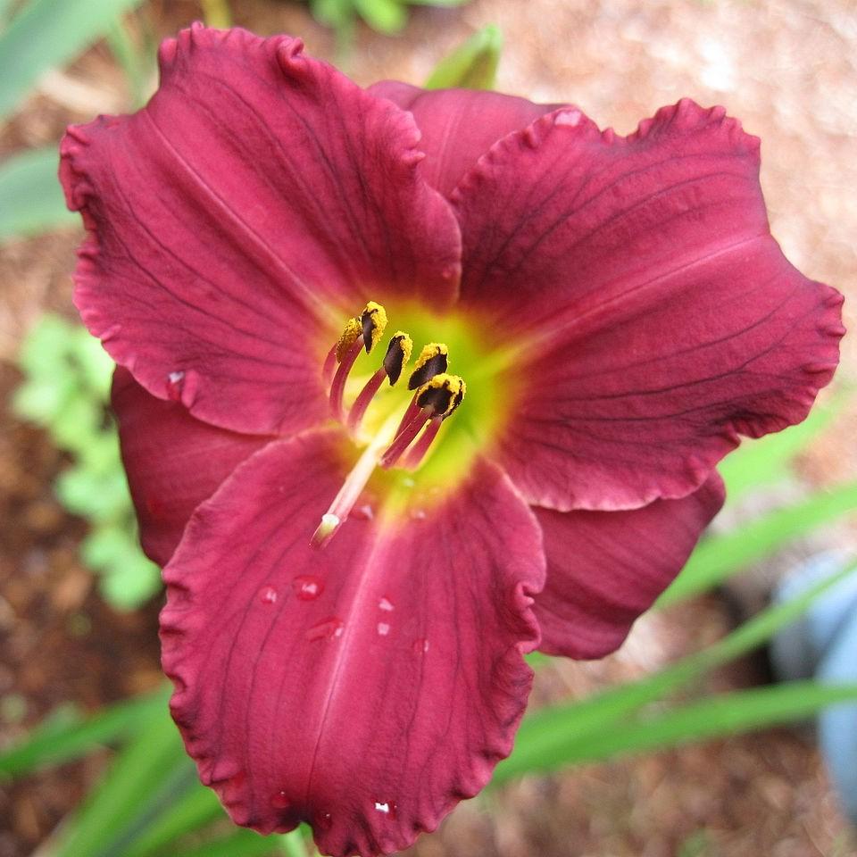 Hemerocallis 'Pardon Me' ~ Pardon Me Daylily - Delivered By ServeScape