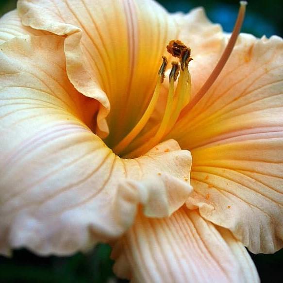 Hemerocallis 'Peach Surprise' ~ Peach Surprise Daylily - Delivered By ServeScape