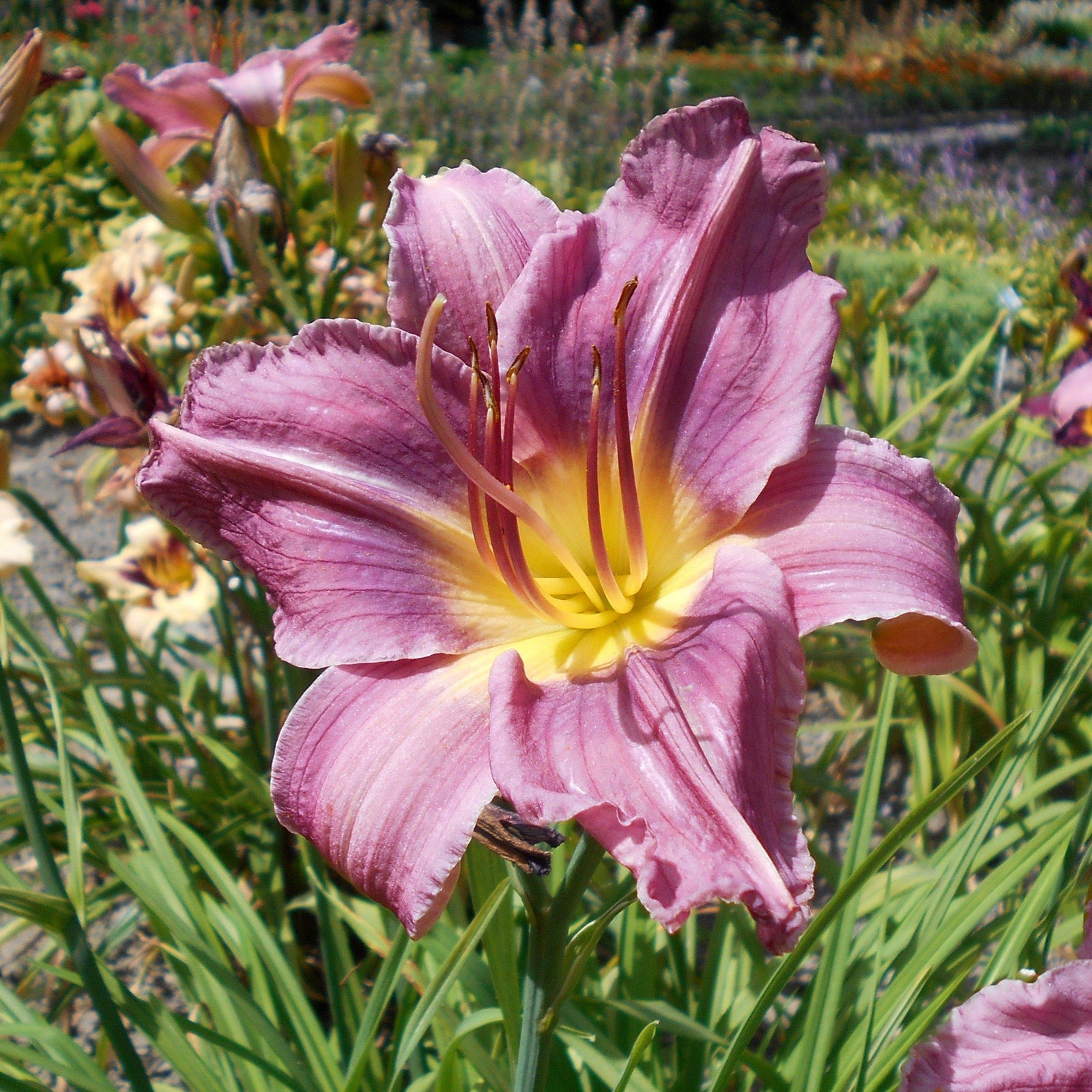 Hemerocallis 'Prairie Blue Eyes' ~ Prairie Blue Eyes Daylily - Delivered By ServeScape