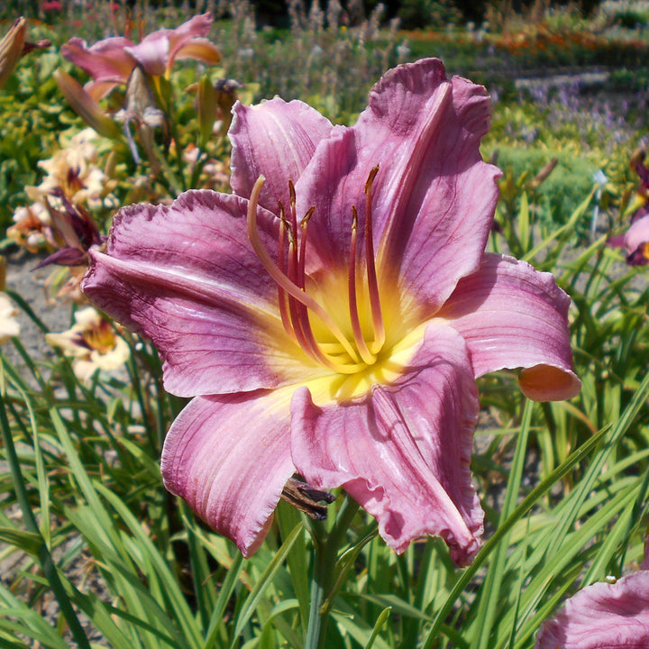 Hemerocallis 'Prairie Blue Eyes' ~ Prairie Blue Eyes Daylily - Delivered By ServeScape