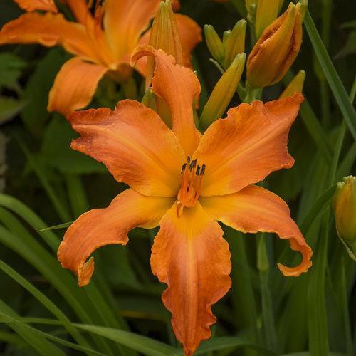 Hemerocallis 'Primal Scream' ~ Rainbow Rhythm® 'Primal Scream' Daylily-ServeScape