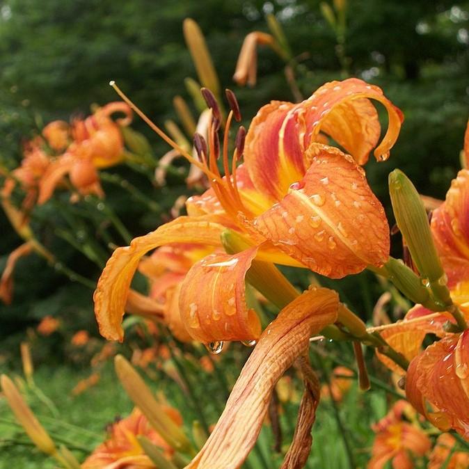 Hemerocallis 'Roadside Orange' ~ Roadside Orange Daylily-ServeScape