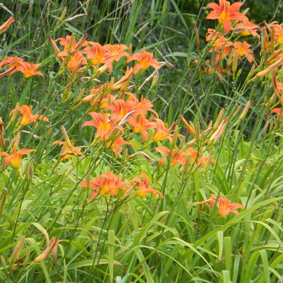 Hemerocallis 'Roadside Orange' ~ Roadside Orange Daylily-ServeScape