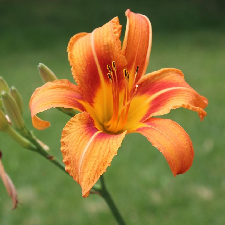 Hemerocallis 'Roadside Orange' ~ Roadside Orange Daylily-ServeScape