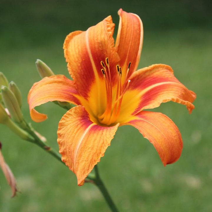 Hemerocallis 'Roadside Orange' ~ Roadside Orange Daylily-ServeScape