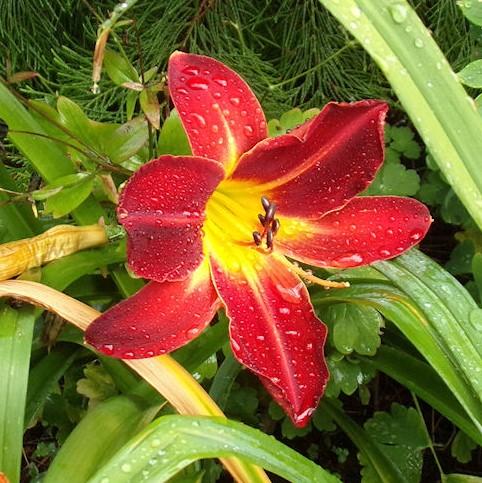 Hemerocallis 'Rosie Meyer' ~ Rosie Meyer Daylily-ServeScape