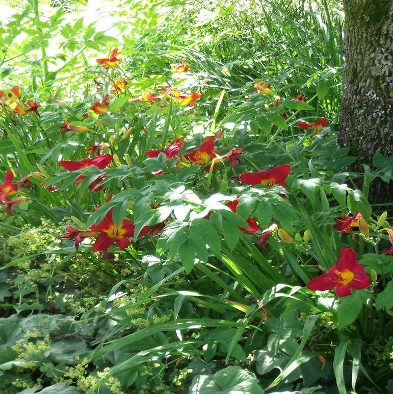 Hemerocallis 'Rosie Meyer' ~ Rosie Meyer Daylily-ServeScape