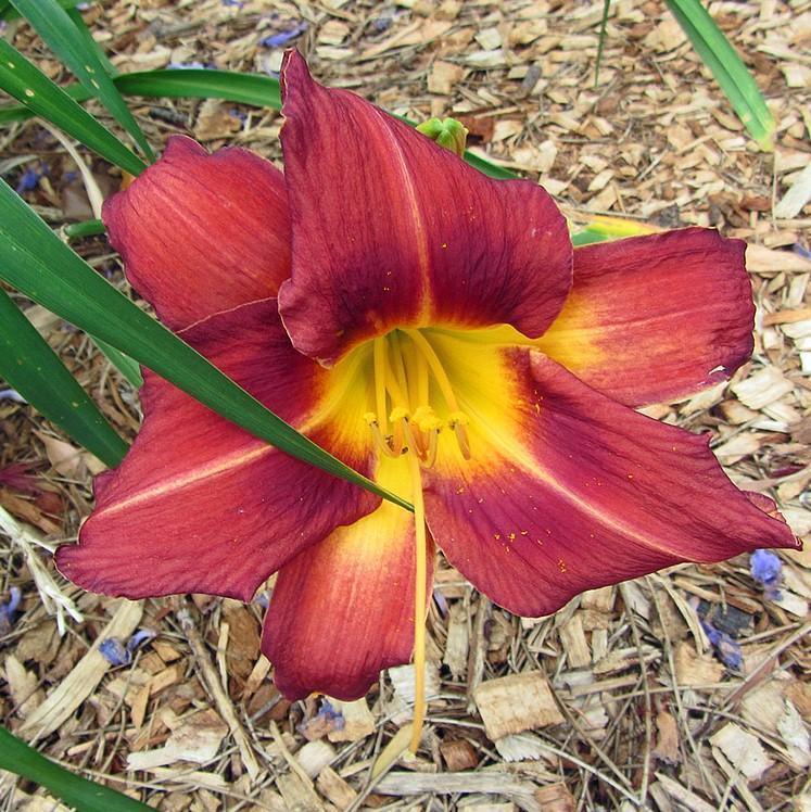 Hemerocallis 'Rosie Meyer' ~ Rosie Meyer Daylily-ServeScape
