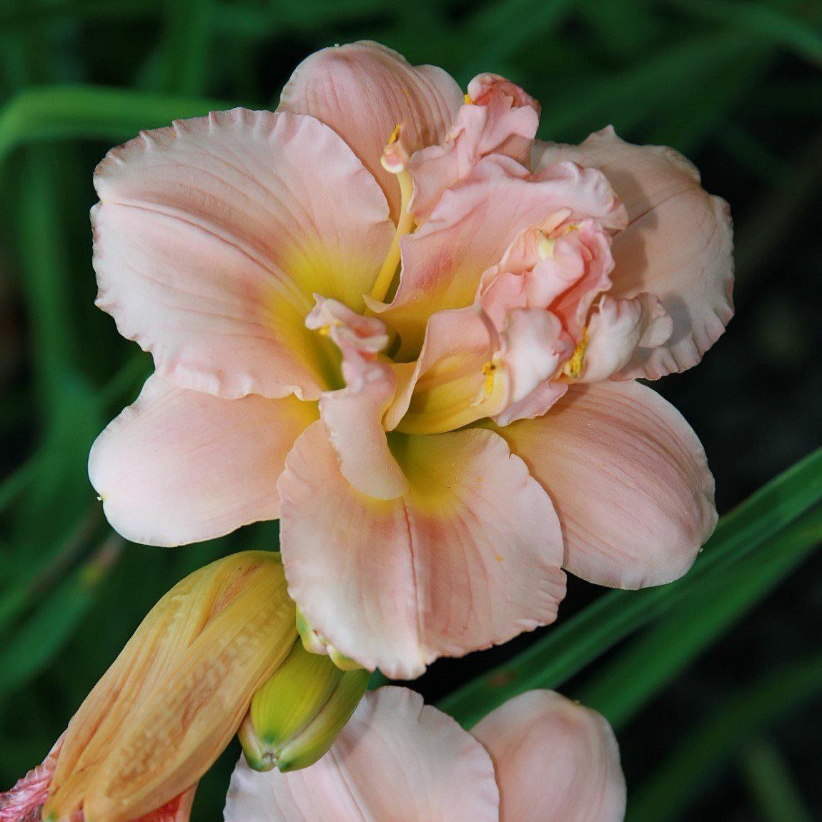 Hemerocallis 'Siloam Double Classic' ~ Siloam Double Classic Daylily-ServeScape