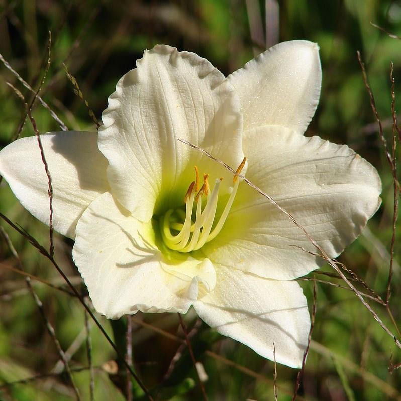 Hemerocallis 'Snowy Apparition' ~ Snowy Apparition Daylily-ServeScape