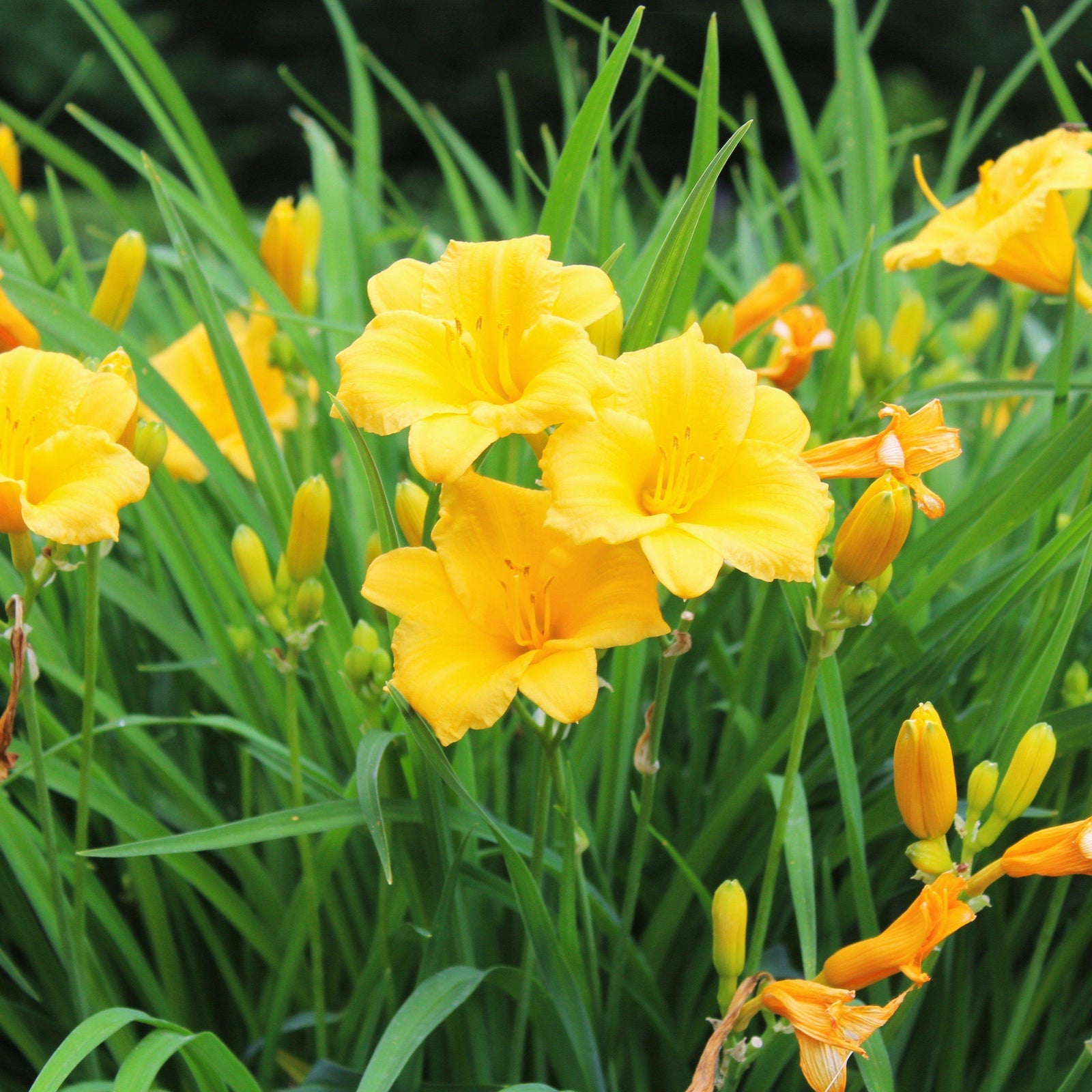 Hemerocallis 'Stella Bella' ~ Stella Bella Daylily - Delivered By ServeScape