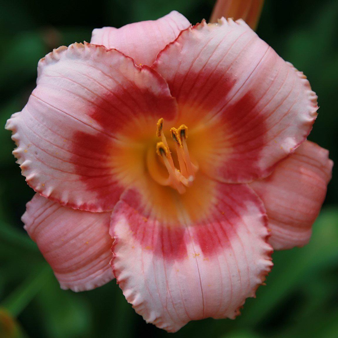 Hemerocallis 'Strawberry Candy' ~ Strawberry Candy Daylily - Delivered By ServeScape