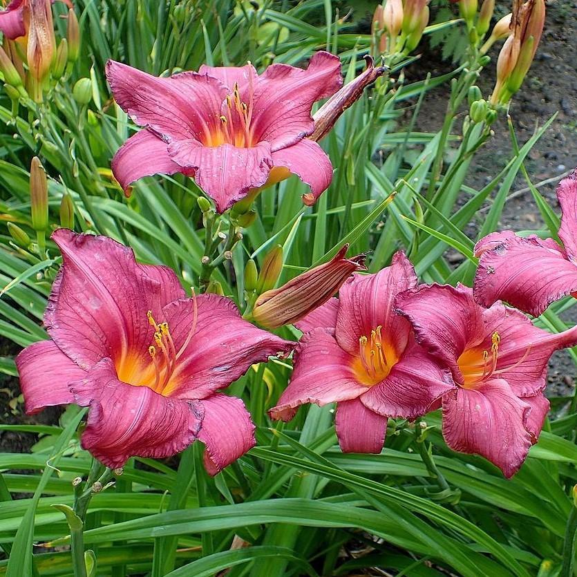 Hemerocallis 'Summer Wine' ~ Summer Wine Daylily - Delivered By ServeScape