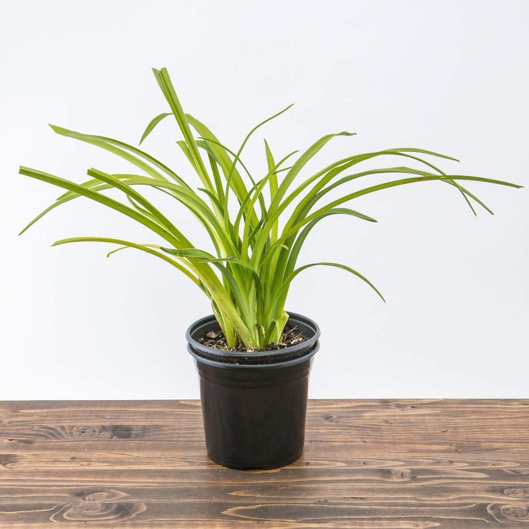 Hemerocallis Tetraploid Hybrids ~Tetraploid Hybrids Daylily