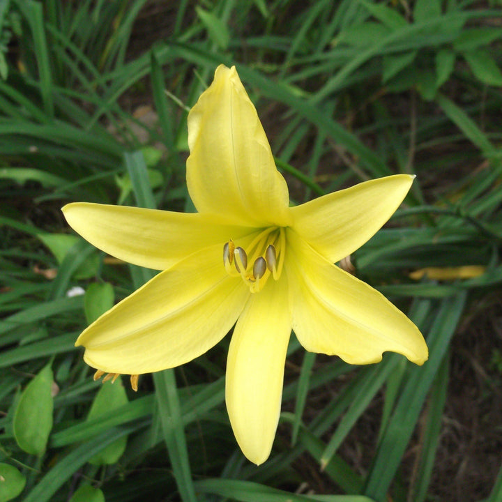 Hemerocallis 'Yangtze' ~ Yangtze Daylily - Delivered By ServeScape