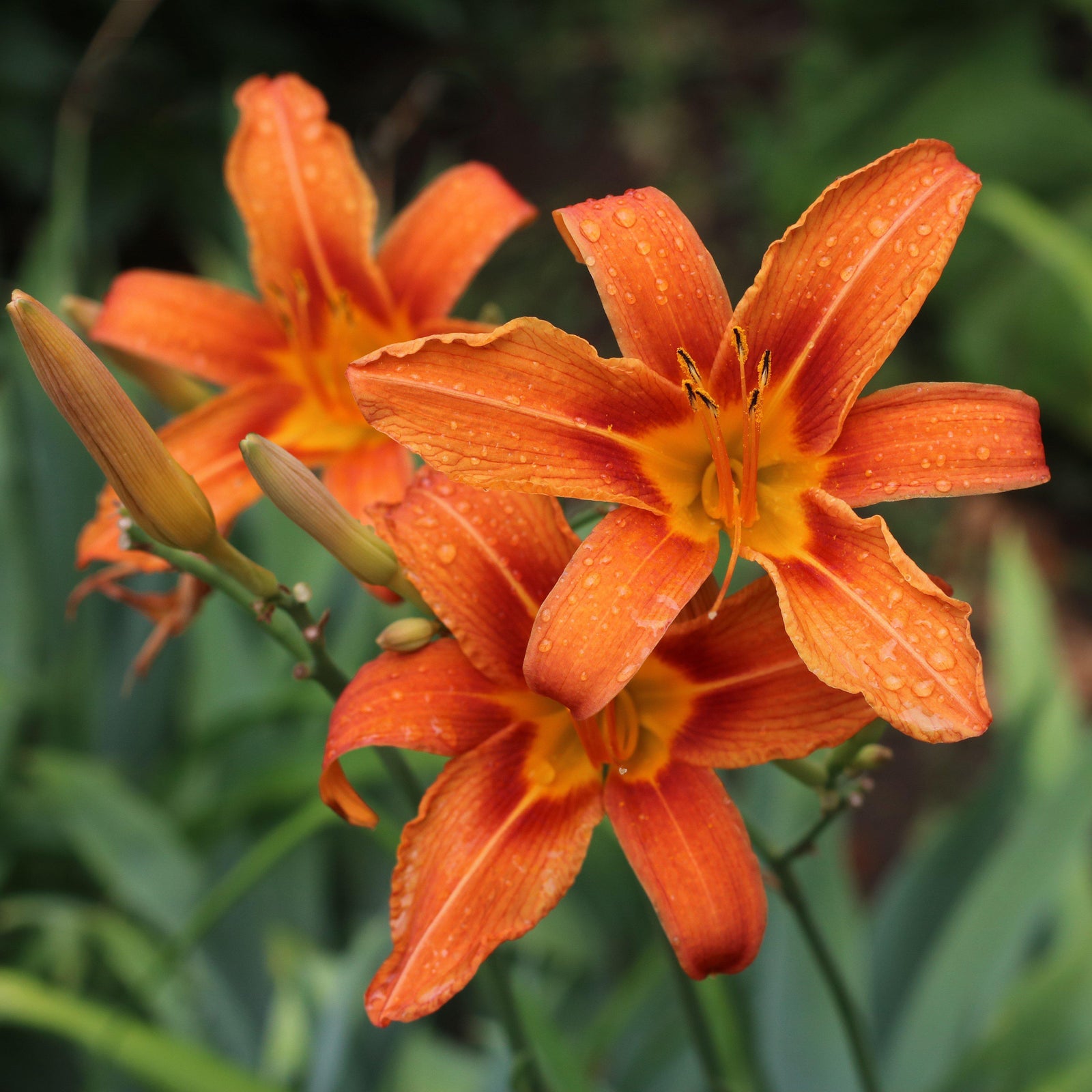 Hemerocallis fulva ~ Orange Daylily - Delivered By ServeScape