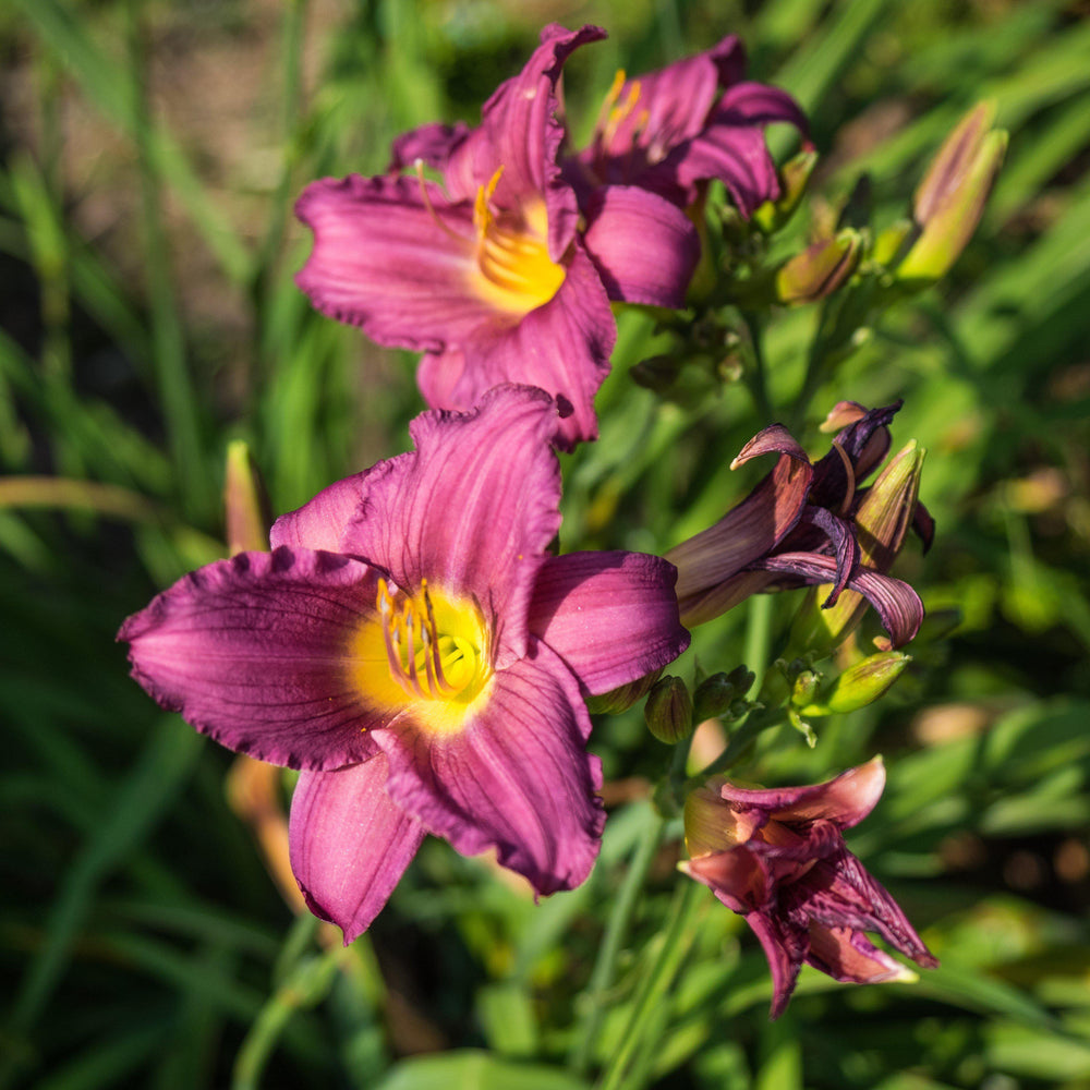 Hemerocallis x 'Little Grapette' ~ Little Grapette Daylily-ServeScape