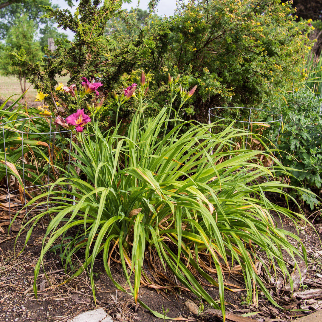 Hemerocallis x 'Little Grapette' ~ Little Grapette Daylily-ServeScape