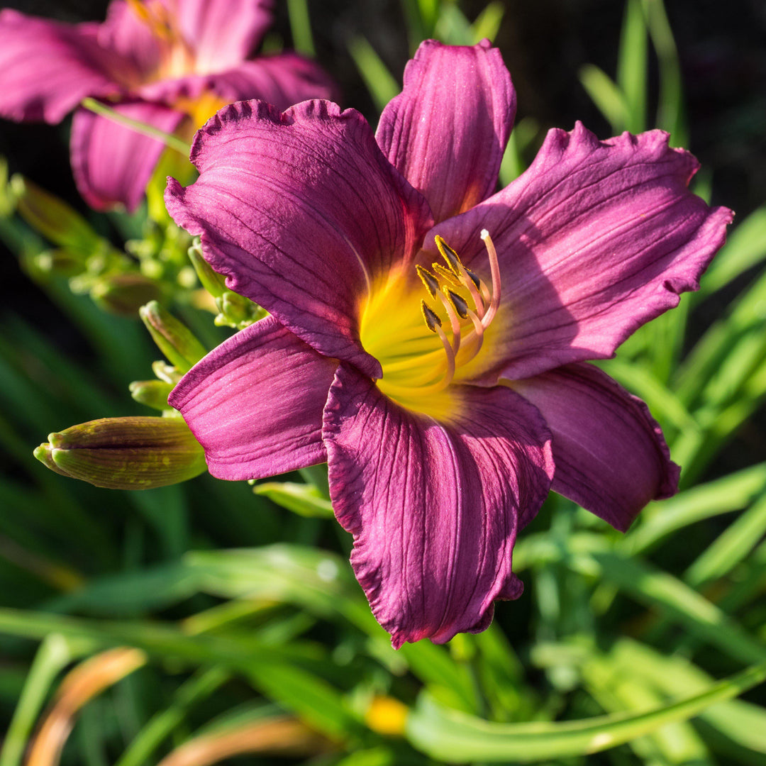 Hemerocallis x 'Little Grapette' ~ Little Grapette Daylily-ServeScape