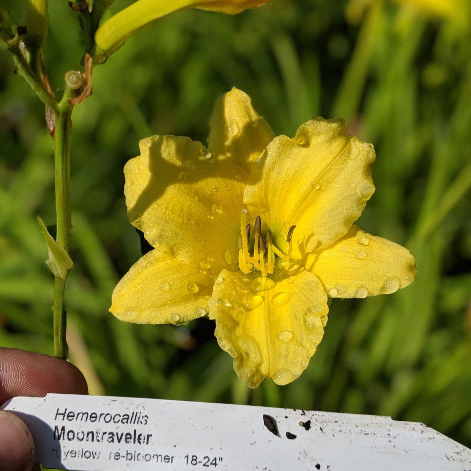 Hemerocallis x 'Moon Traveler' ~ Moon Traveler Daylily