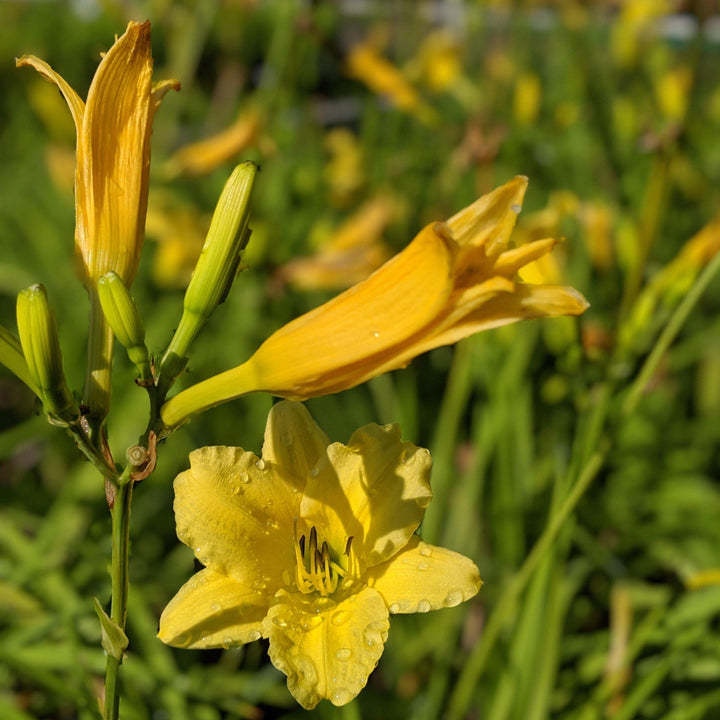 Hemerocallis x 'Moon Traveler' ~ Moon Traveler Daylily