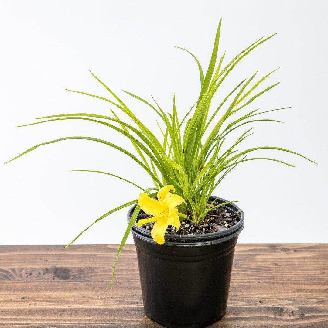 Hemerocallis x 'Moon Traveler' ~ Moon Traveler Daylily