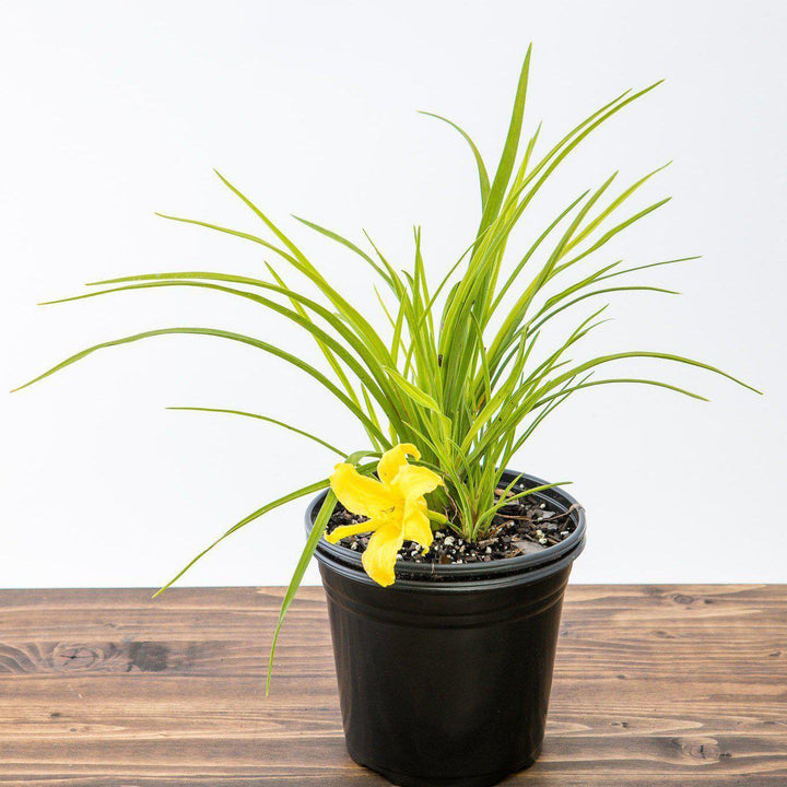 Hemerocallis x 'Moon Traveler' ~ Moon Traveler Daylily
