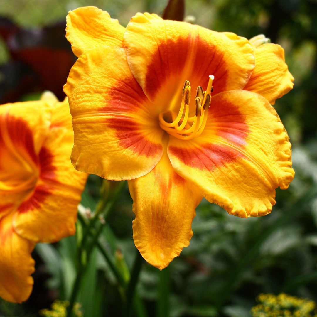 Hemerocallis  x 'SPD 06-0' PP22181 ~ Kokomo Sunset™ Daylily - Delivered By ServeScape