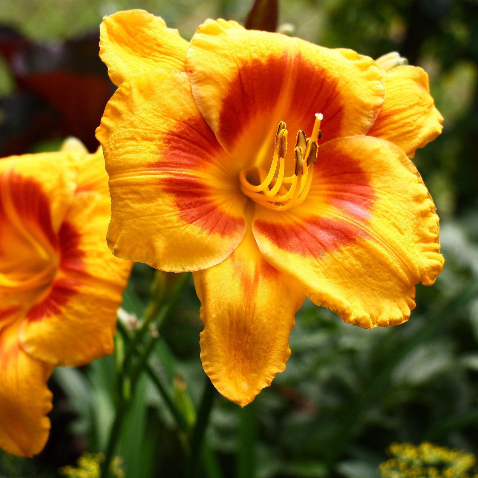 Hemerocallis x 'SPD 06-0' PP22181 ~ Kokomo Sunset™ Daylily - Delivered By ServeScape