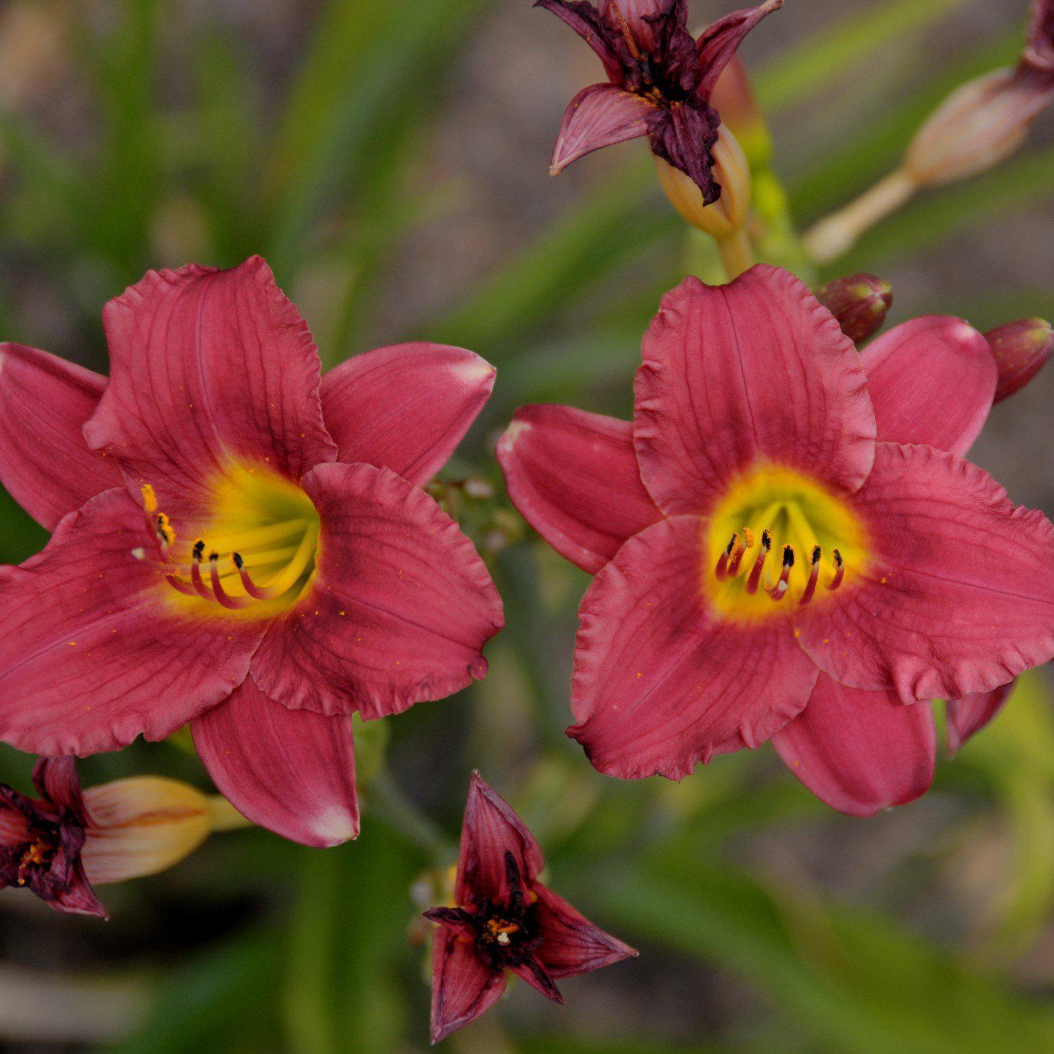 Hemerocallis x 'SPD 06-012' PP23403 ~ Jamaica Sunrise™ Daylily - Delivered By ServeScape