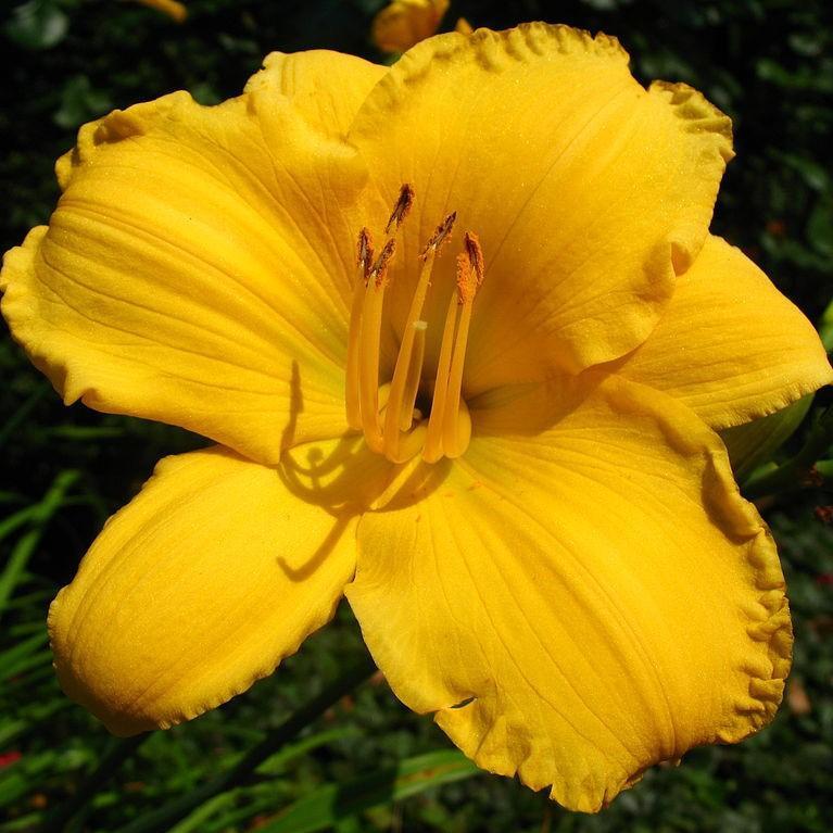 Hemerocallis x 'SPd 06-16' PP23113 ~ Key Largo Moon™ Daylily - Delivered By ServeScape