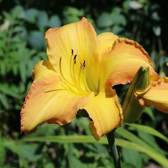 Hemerocallis 'Butterscotch Ruffles' ~ Butterscotch Ruffles Daylily-ServeScape