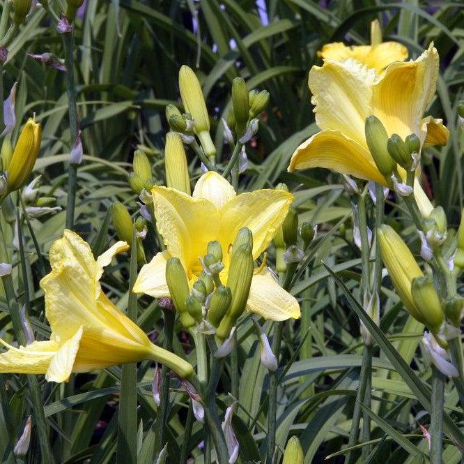 Hemerocallis 'Happy Returns' ~ Happy Returns Daylily-ServeScape