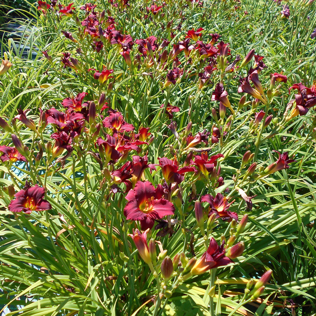 Hemerocallis 'Pardon Me' ~ Pardon Me Daylily-ServeScape