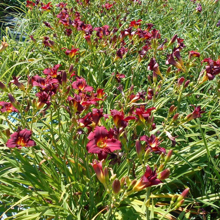 Hemerocallis 'Pardon Me' ~ Pardon Me Daylily-ServeScape