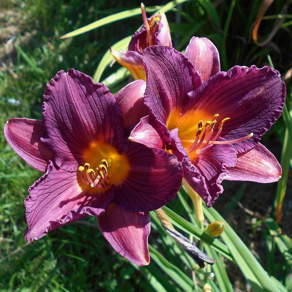 Hemerocallis 'Purple de Oro' ~ Purple de Oro Daylily-ServeScape