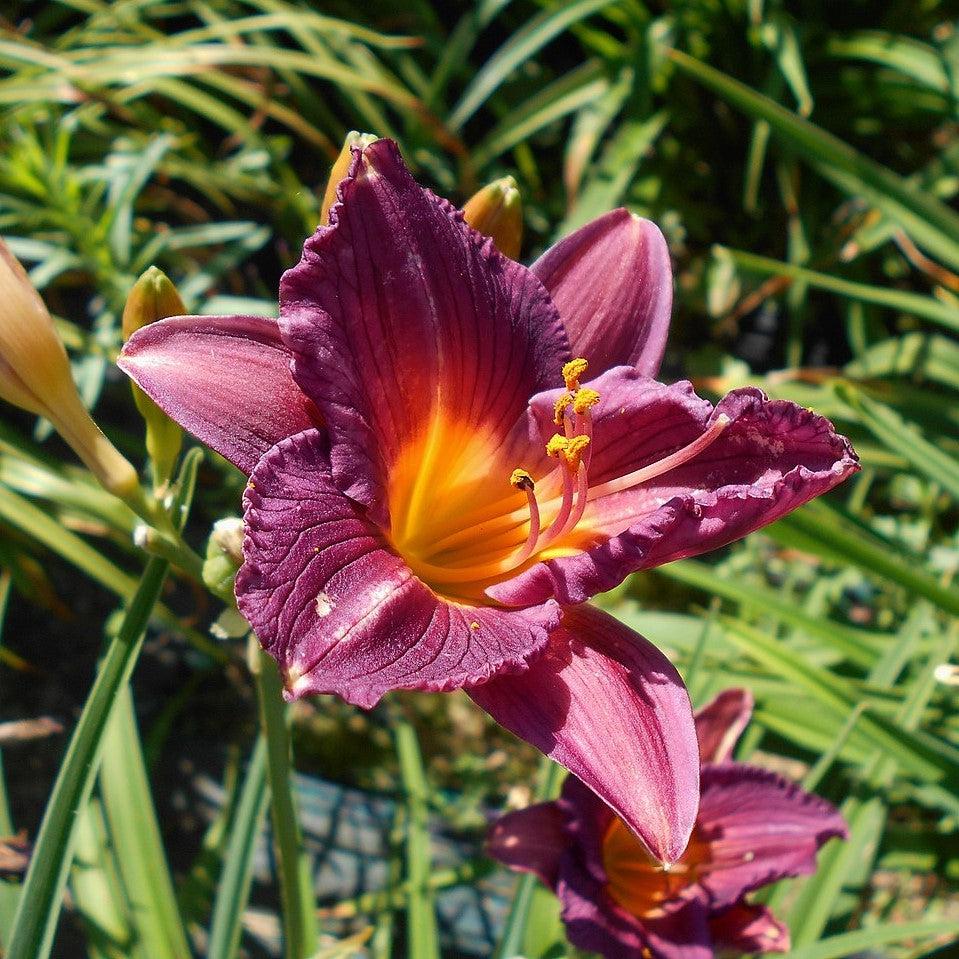 Hemerocallis 'Purple de Oro' ~ Purple de Oro Daylily-ServeScape