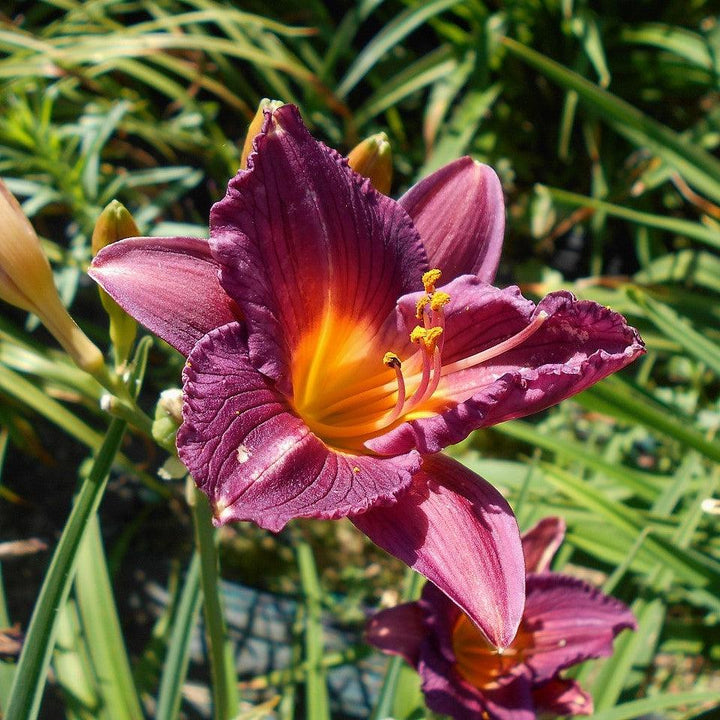 Hemerocallis 'Purple de Oro' ~ Purple de Oro Daylily-ServeScape