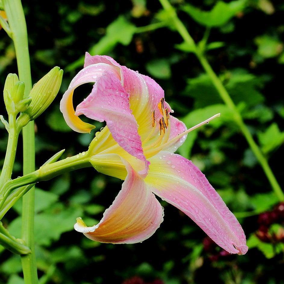 Hemerocallis 'Catherine Woodbury' ~ Catherine Woodbury Daylily-ServeScape