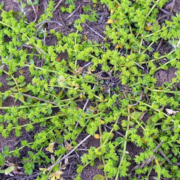 Herniaria glabra ~ Green Carpet, Rupturewort-ServeScape