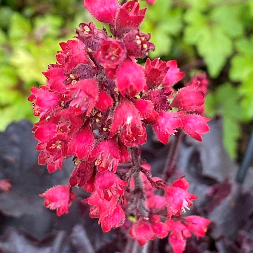 Heuchera 'Black Forest Cake' ~ Black Forest Cake Heuchera-ServeScape