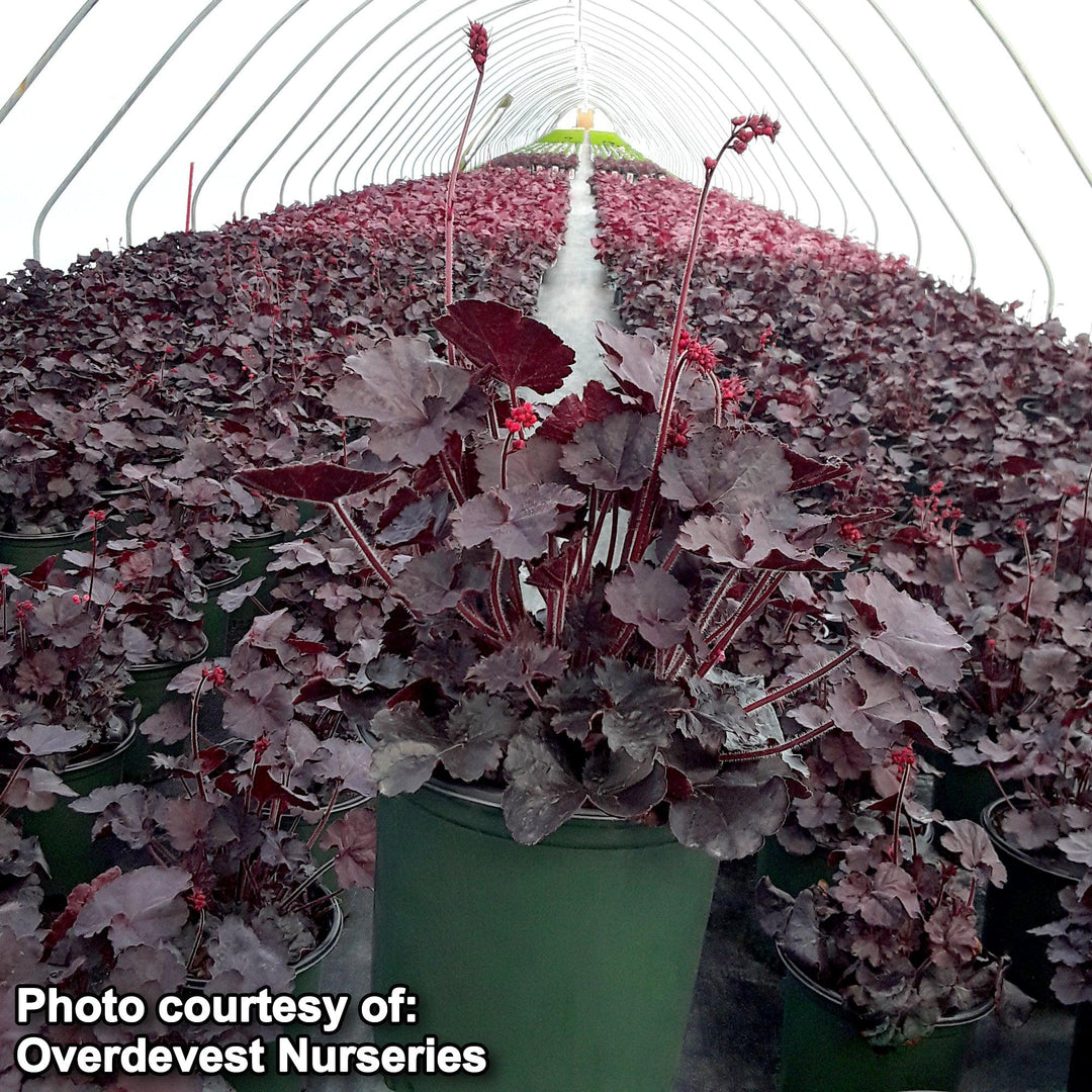 Heuchera 'Black Forest Cake' ~ Black Forest Cake Heuchera-ServeScape