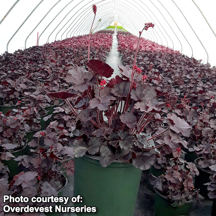 Heuchera 'Black Forest Cake' ~ Black Forest Cake Heuchera-ServeScape