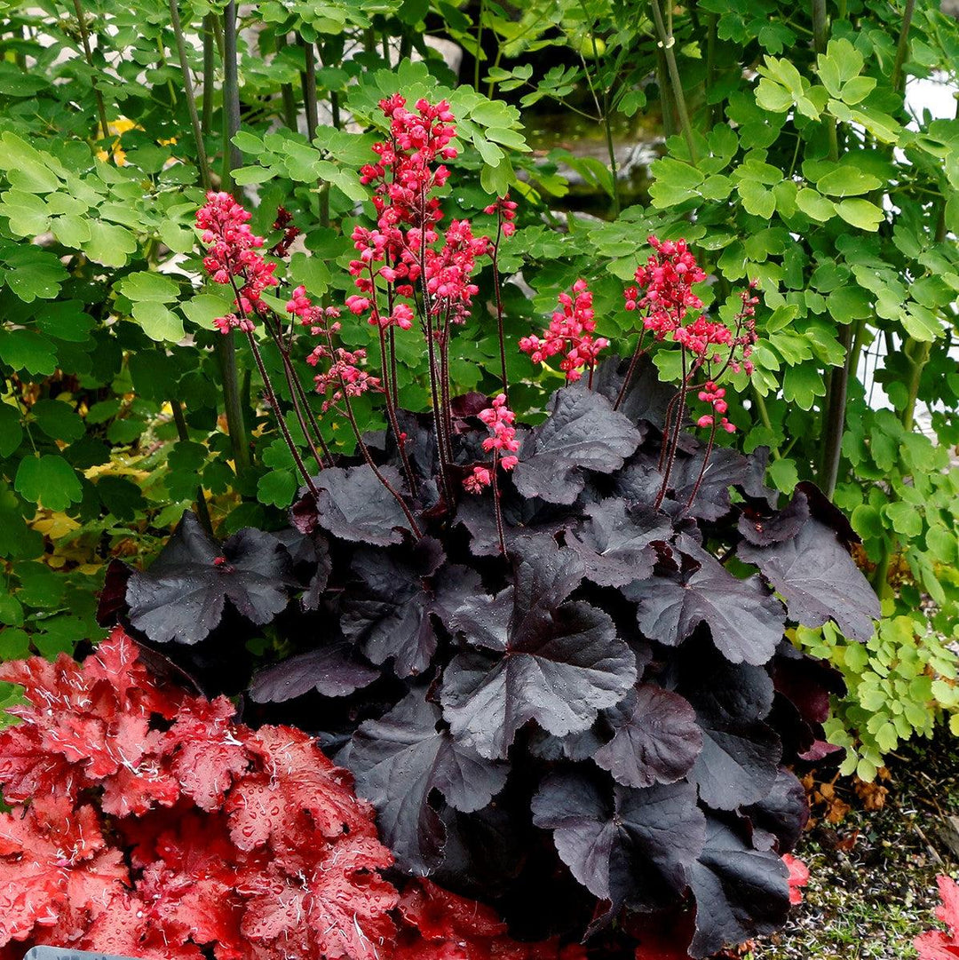 Heuchera 'Black Forest Cake' ~ Black Forest Cake Heuchera-ServeScape