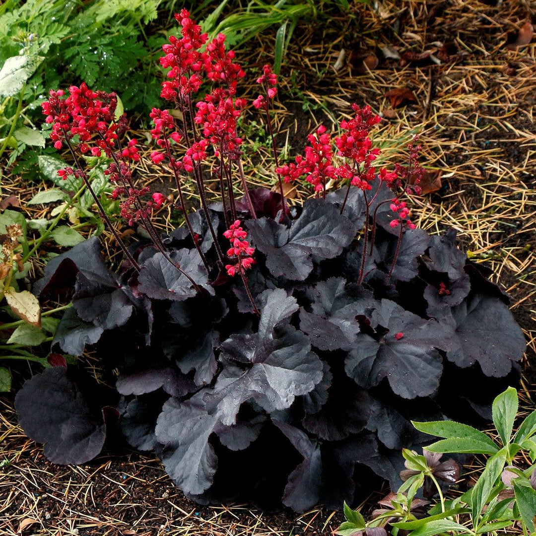 Heuchera 'Black Forest Cake' ~ Black Forest Cake Heuchera-ServeScape